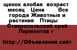 щенок алобая .возраст 1 месяц › Цена ­ 7 - Все города Животные и растения » Птицы   . Ставропольский край,Лермонтов г.